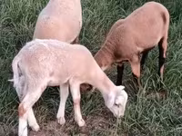 Vædder, Cameroon sheep — foto 1