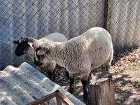 قوچ, White Suffolk sheep — عکس 1