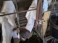 암양, Dorper sheep — 사진 2