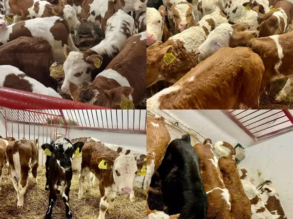 Bovini (lotto, sesso non specificato), Bovini
