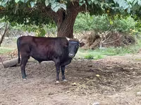 Bull, Cattle — photo 1