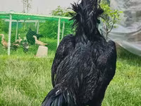 Chickens — Foto 4