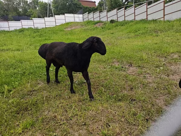 Berbec, Hissar sheep
