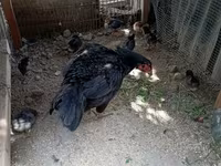 Chickens — foto 3