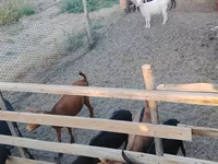 Kambing betina, Goats — foto 2