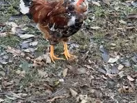Chickens — Foto 1