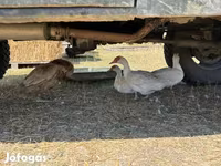 Ducks — fotografija 2