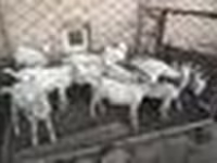 بز (گروه، جنسیت مشخص نشده), Saanen goat — عکس 4