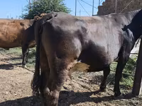 Krava, Russian Black pied cattle — foto 2