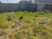 بز ماده, بز — عکس 7
