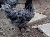 Chickens — عکس 2