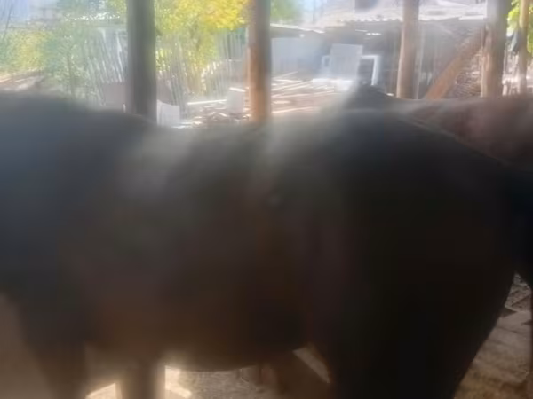 Horse (M), Horses — Kyrgyzstan