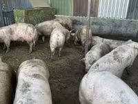 Świnie (partia, płeć nieokreślona), Świnie — zdjęcie 4