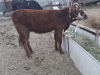Vaca, Latvian Blue cattle — foto 8