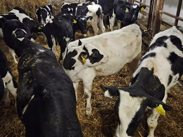 Bull, Holstein breed — Poland