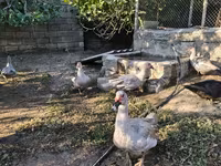 Ducks — photo 7