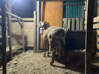Vædder, Rhon sheep — foto 2