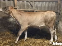 گاو نر, Swiss cattle — عکس 5