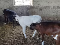 Sapi, Cattle — foto 2