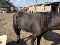 مادیان, Kazakh horse — عکس 1