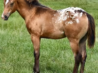 Stute, Appaloosa — Foto 4