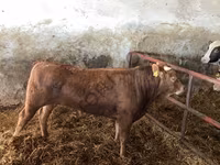 گائے, ہولسٹین نسل — تصویر 3