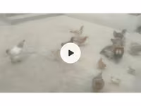 Chickens — 사진 2