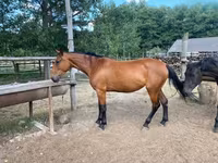 암말, Nonius horse — 사진 3