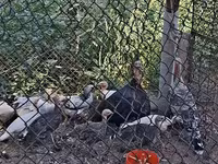 Turkeys — zdjęcie 1