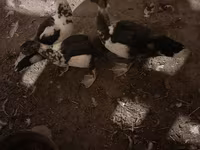 Domestic Muscovy — φωτογραφία 5