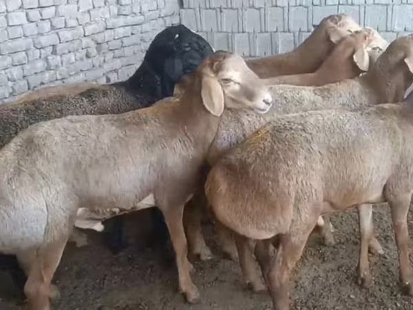Beran, Edilbay sheep