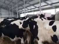 Vaca, Raza Holstein — foto 3