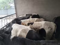 황소, Swiss cattle — 사진 5