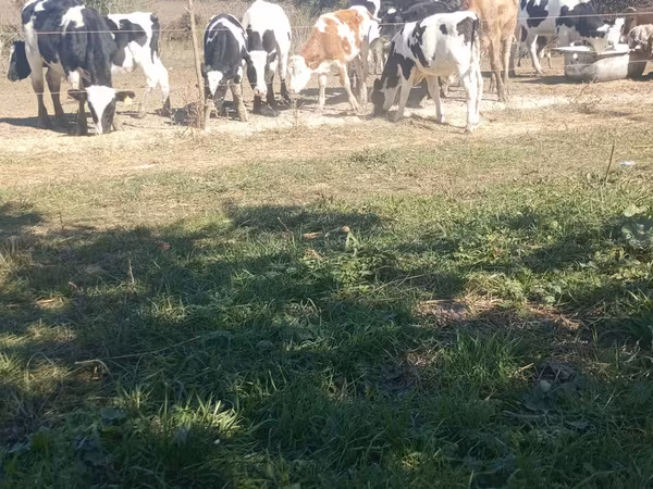 گاو نر, Russian Black pied cattle