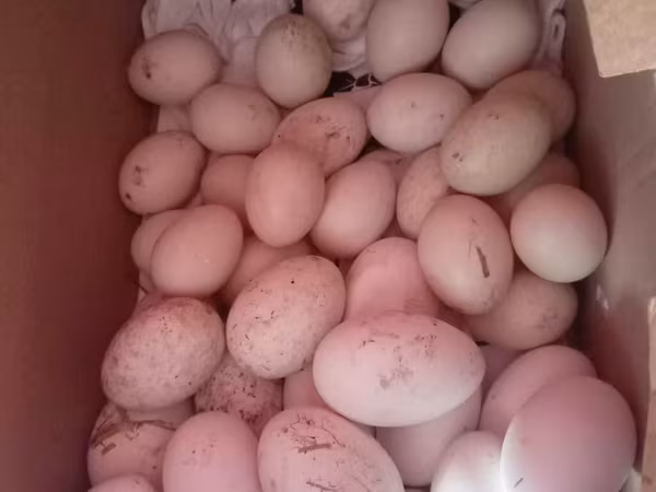 Ducks — Azerbaijan