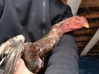 Chickens — Foto 4