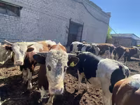 Lembu jantan, Simmental cattle — foto 3