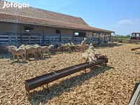 Ovce, Merino sheep — foto 3