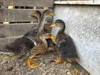 Ducks — تصویر 1