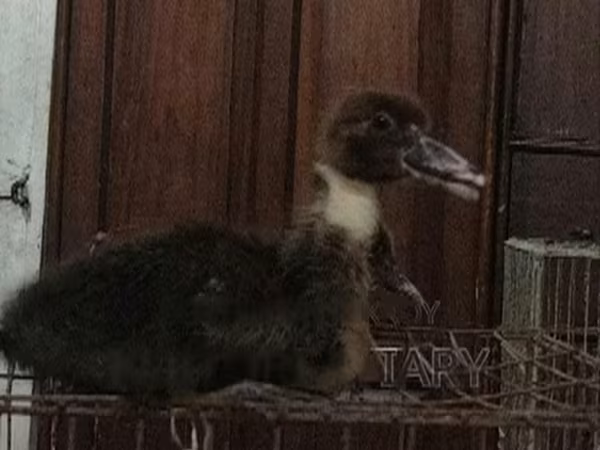 Ducks