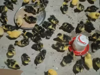 Ducks — 3-rasm