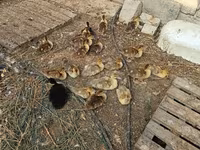 Ducks — foto 3
