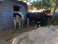 Koe, Holsteinras — foto 6