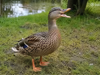 Ducks — عکس 2