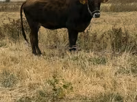 วัวตัวเมีย, Swiss cattle — รูปภาพ 4