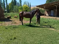 اسب نر, اسب — عکس 2