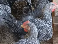Chickens — fotografija 4