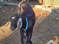 Capră, Nubian Goat — foto 3