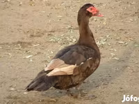 Ducks — foto 1