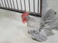 Chickens — รูปภาพ 3